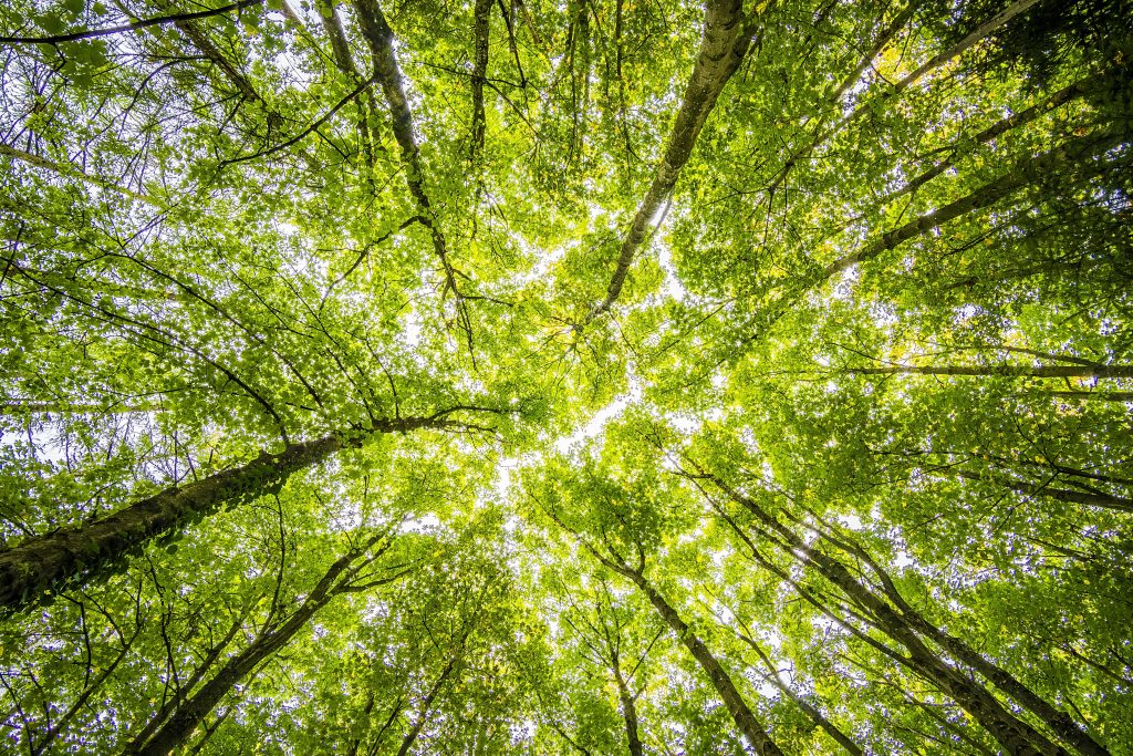 ZELENI-PLANET_worms-eyeview-of-green-trees-957024-1024x683